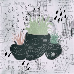 Air Plants