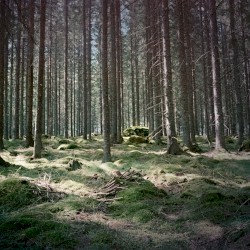 Skogen