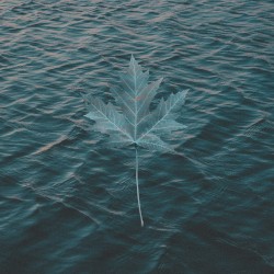 Jiufen / Maple