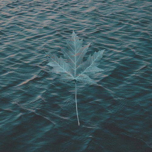 Jiufen / Maple