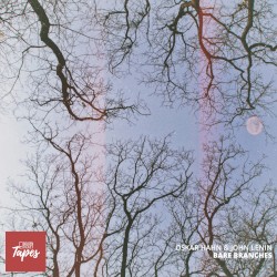 Bare Branches