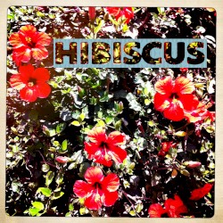 Hibiscus - The Peanut Sessions Vol. 1