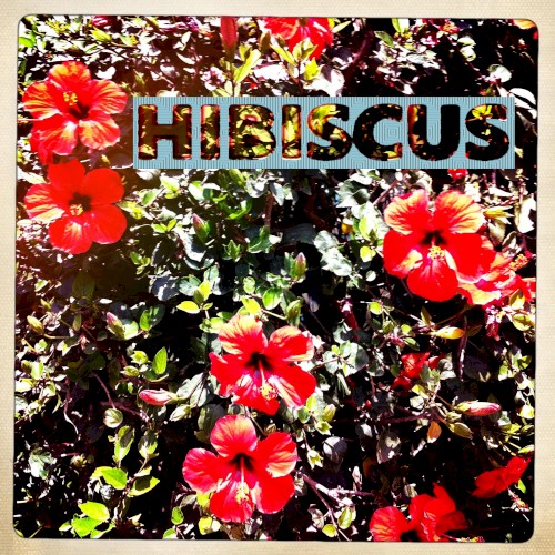 Hibiscus - The Peanut Sessions Vol. 1