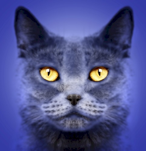 The cat’s dream