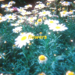 flowers
