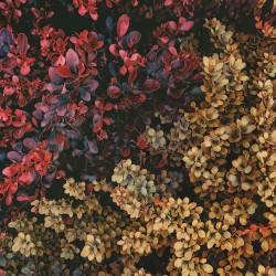 becoming_