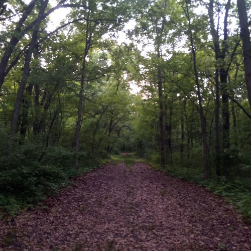 Field Recordings from Mississippi Palisades State Park (Savanna, IL)