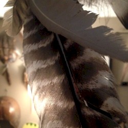 Fly