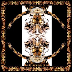 Para Bellum