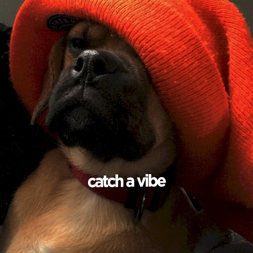 Catch a Vibe