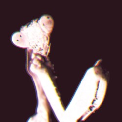 Disteria