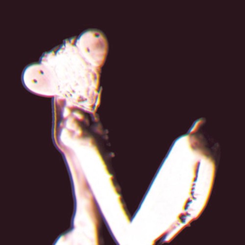 Disteria