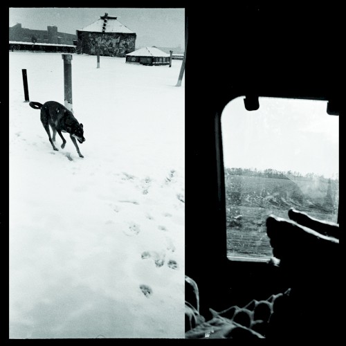 We Are Lonely Animals