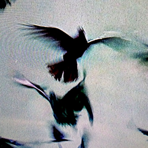 OUTRENOIR