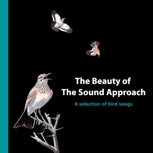 The Beauty of The Sound Approach