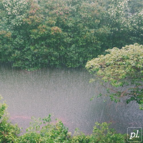 pothos