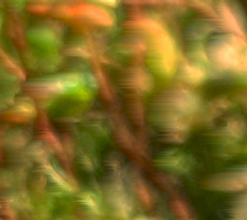 garden/growing