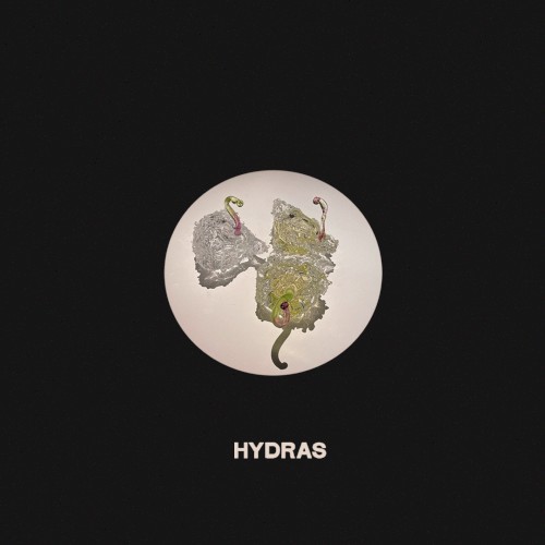 Hydras