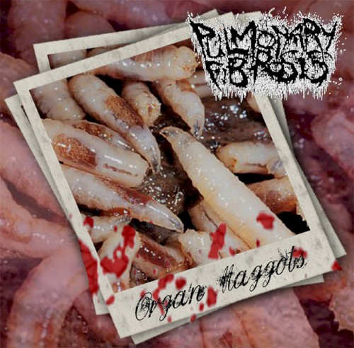 Organ Maggots