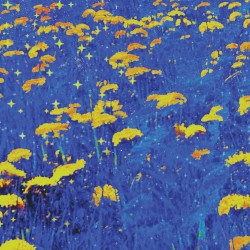 Starflower