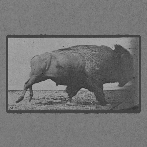 Buffalo Galloping