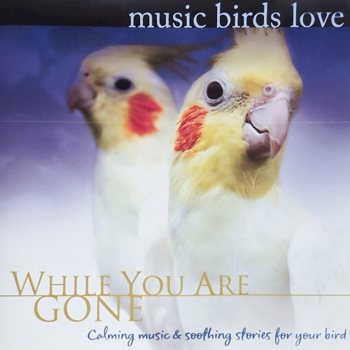 While You Were Gone - Music Birds Love