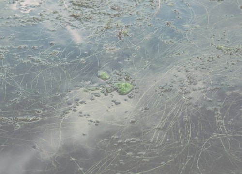 Bodensee (di visione / ein ort)