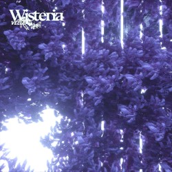 Wisteria