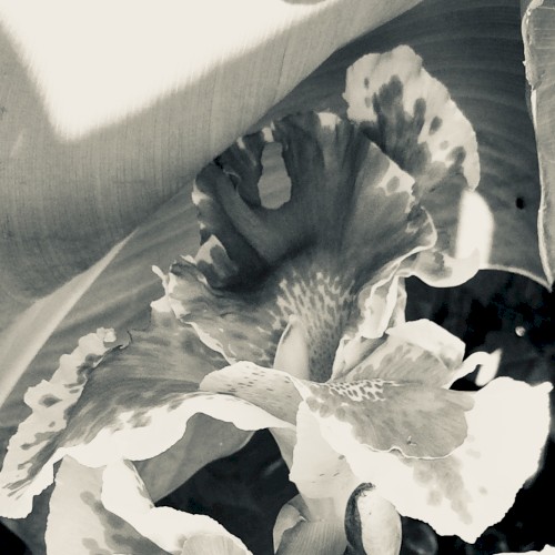 Garden of Suchness