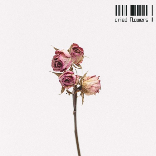 Dried Flowers II