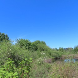 Mill Creek, WA (05-05-2025)