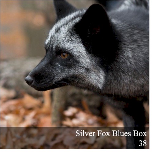 Silver Fox Blues Box 38