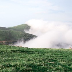 Graceful Mist