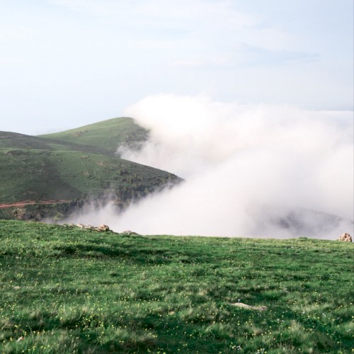Graceful Mist