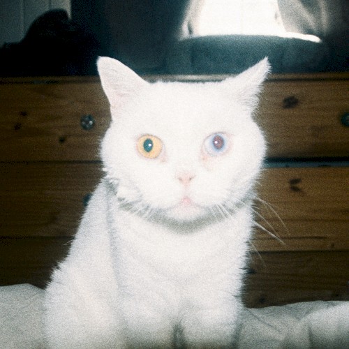 Can You See It?