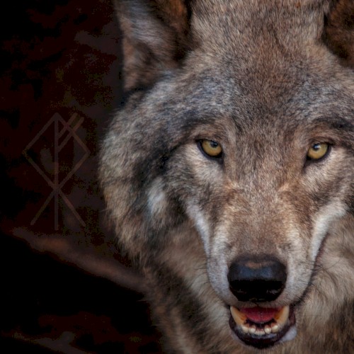 Ulvekald