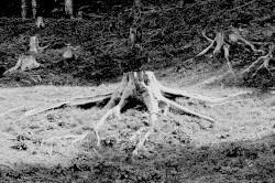 Rituals II