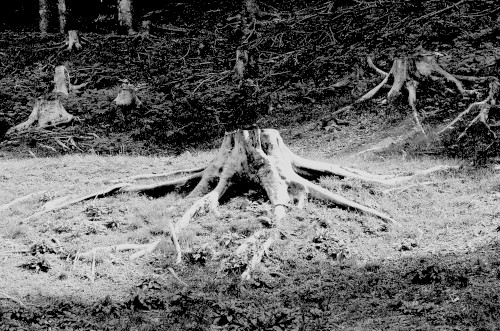 Rituals II