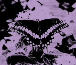 Aural Pleasure for Wretched Souls