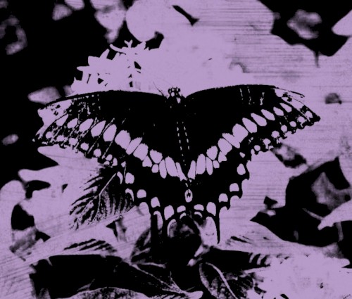 Aural Pleasure for Wretched Souls