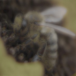 dead bees ((the((quiet)earth))suite)
