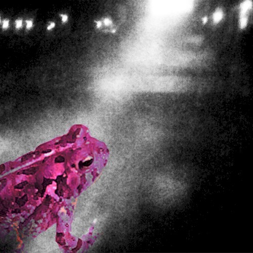 Path of the Pinktoad