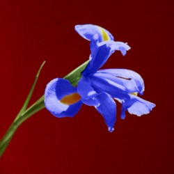 Indigo