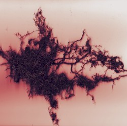 Earthward Arcs