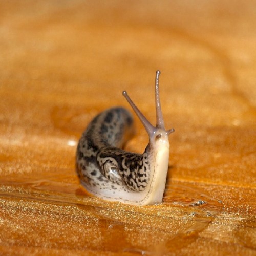 🐌