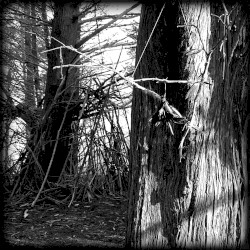 Echoes