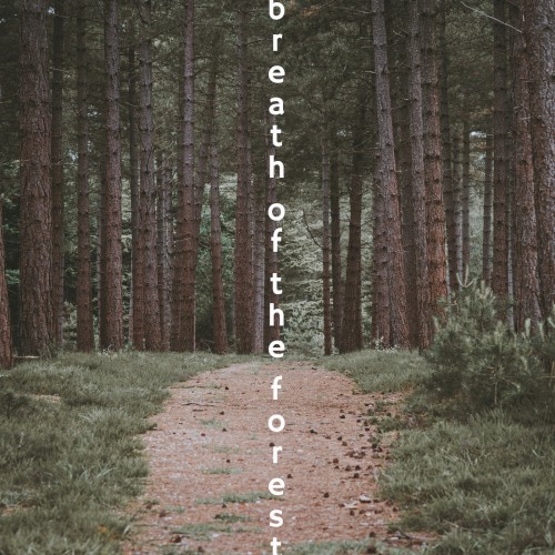 Breath of the Forest