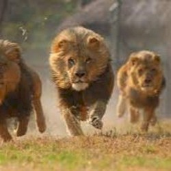 Tribe Of Lions