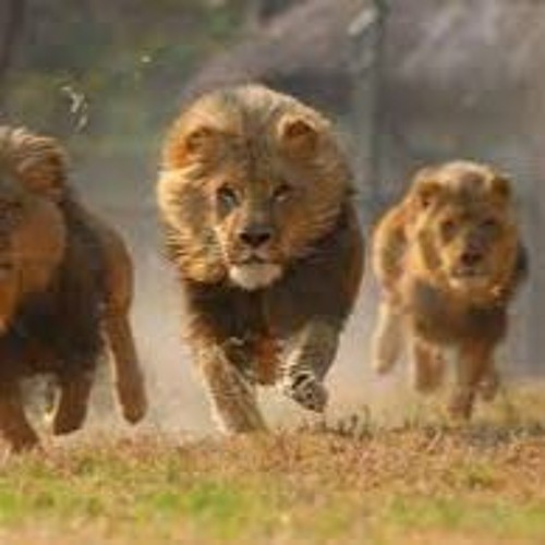 Tribe Of Lions