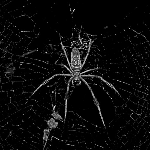 Recluse